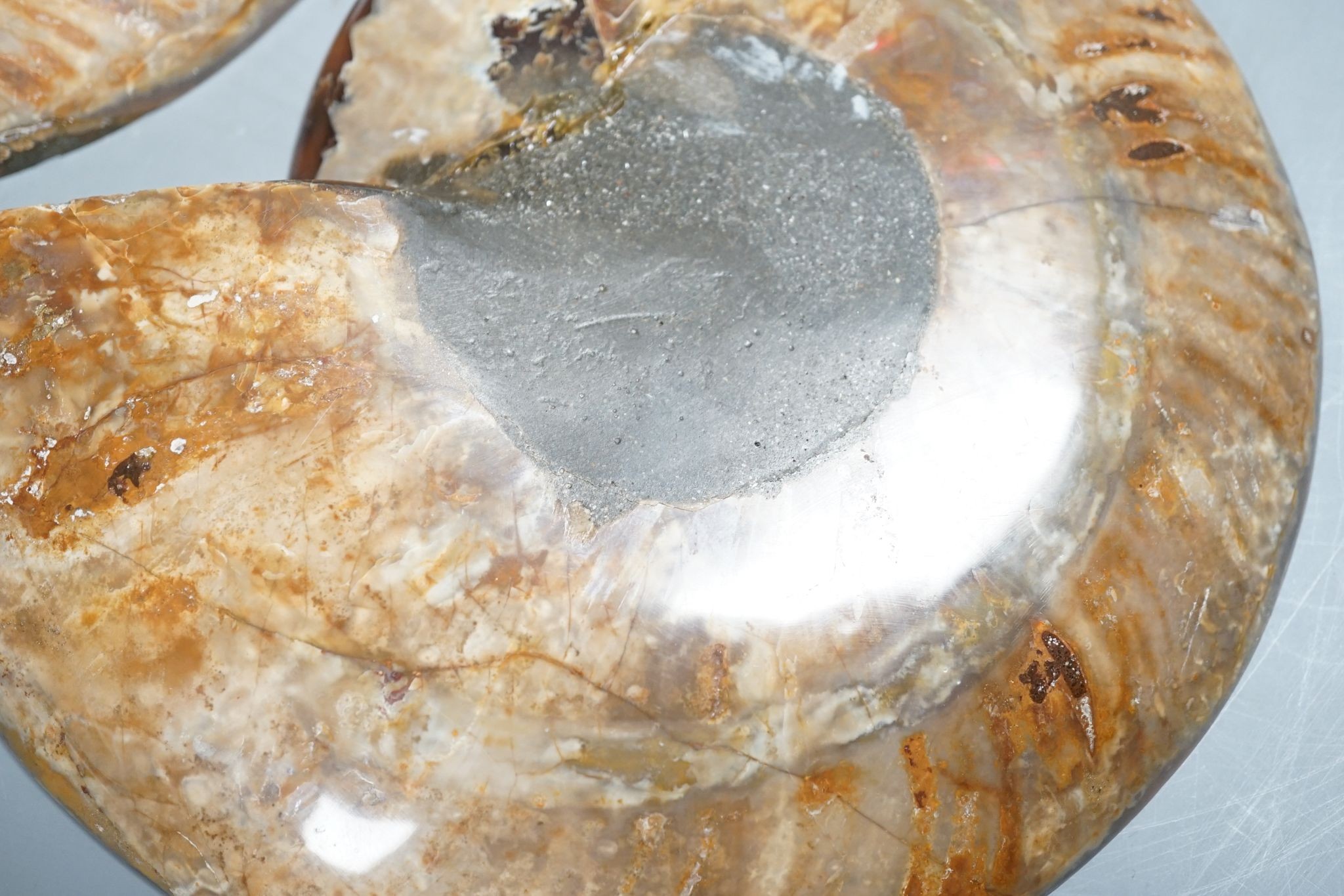 A polished hardstone ammonite fossil, in two halves